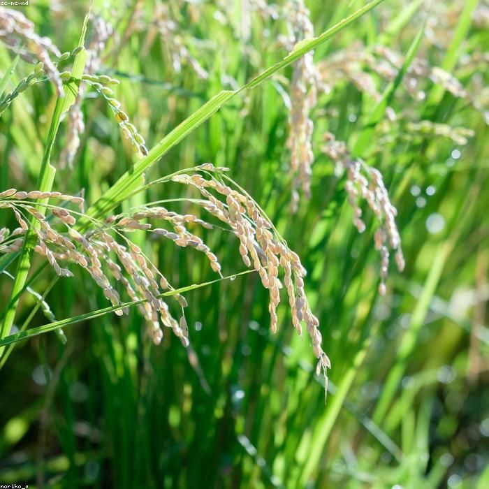 Rice