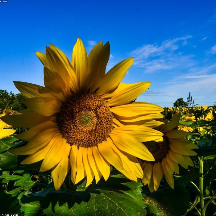 Sunflower