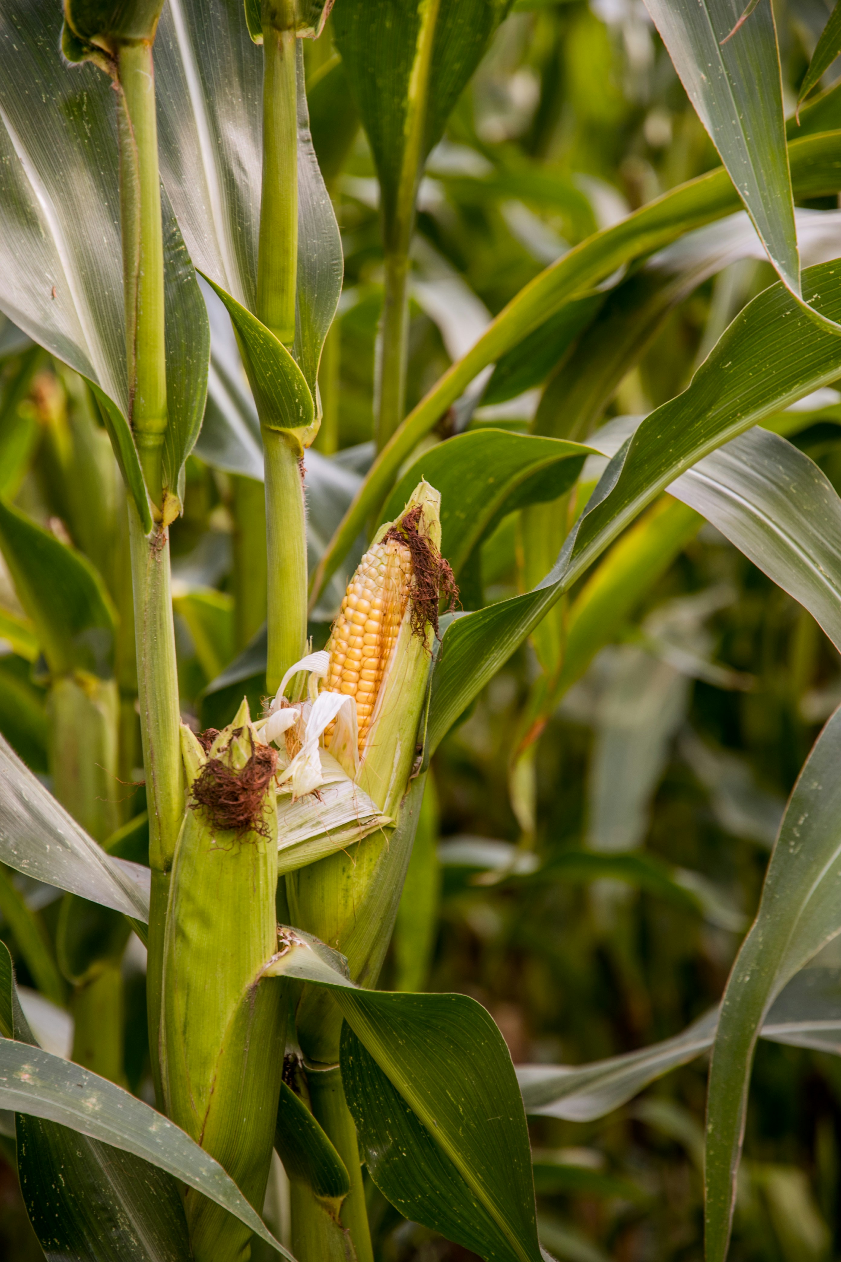 Aerial view of maize fields